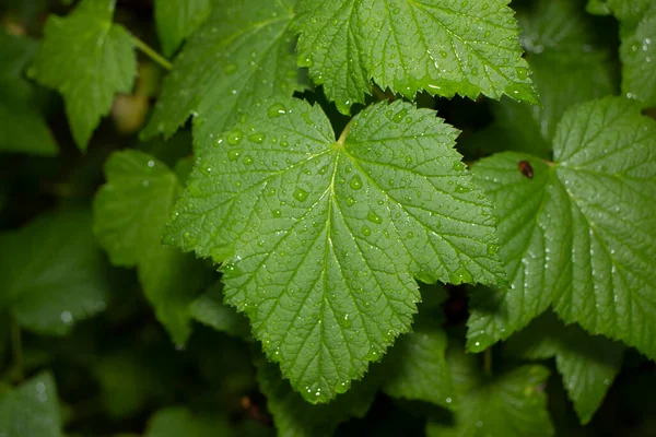 Belas Plantas Verdes Primavera Jardim — Fotografia de Stock