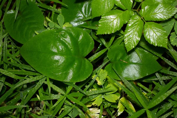 Vackra Gröna Växter Våren Trädgården — Stockfoto