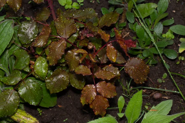 Belle Piante Verdi Primavera Giardino — Foto Stock