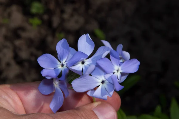 庭の春の美しい緑の植物 — ストック写真