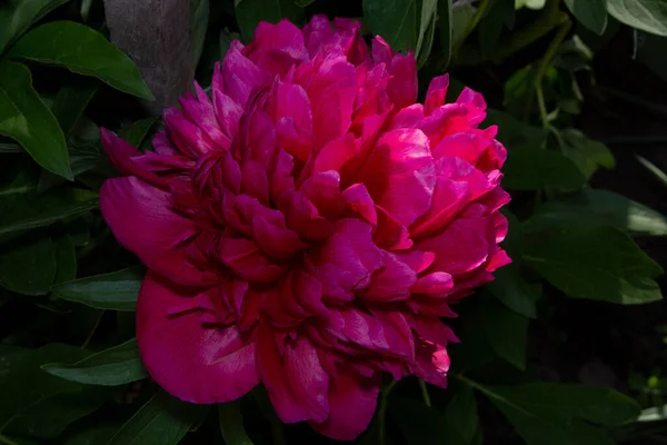 Hermosas Plantas Verdes Primavera Jardín — Foto de Stock