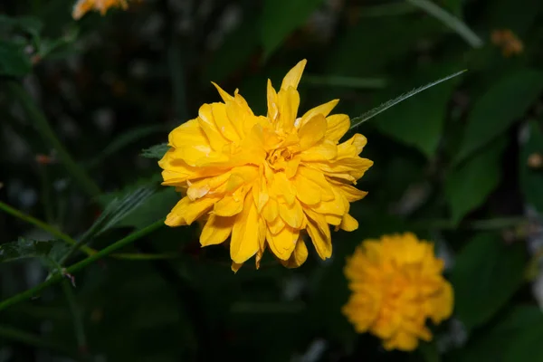 Schöne Grünpflanzen Frühling Garten — Stockfoto