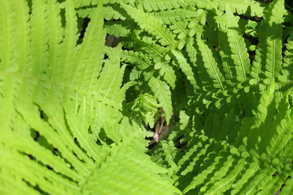 Hermosas Plantas Verdes Primavera Jardín — Foto de Stock