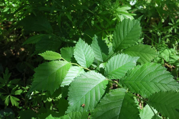 Baharda bahçede güzel yeşil bitkiler