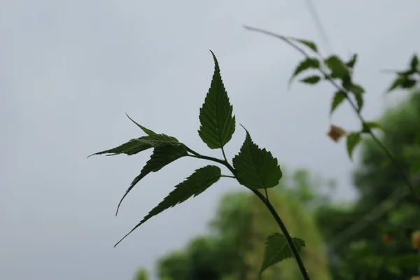 Hermosas Plantas Verdes Primavera Jardín —  Fotos de Stock