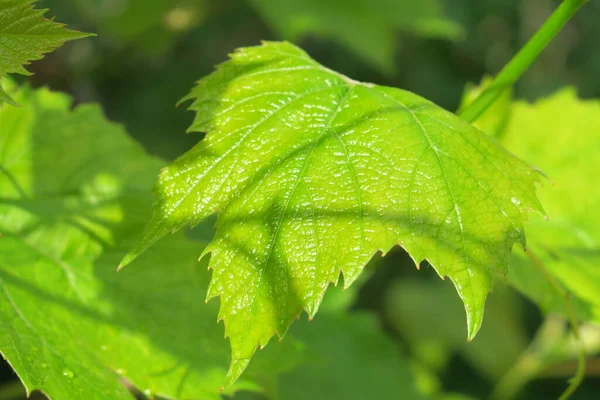 美丽的绿色植物在春天的花园里 — 图库照片