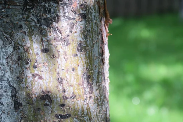 Baharda bahçede güzel yeşil bitkiler