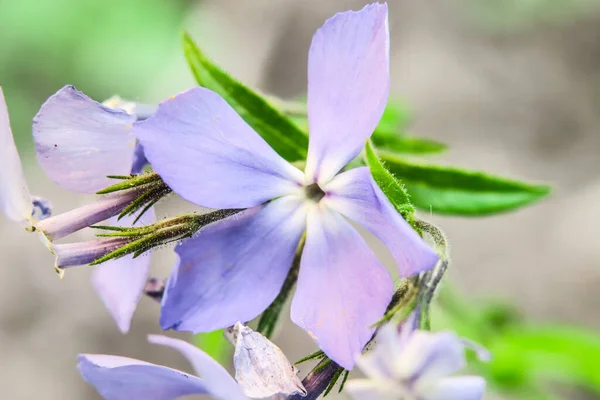 庭の美しい小さな青い花 — ストック写真