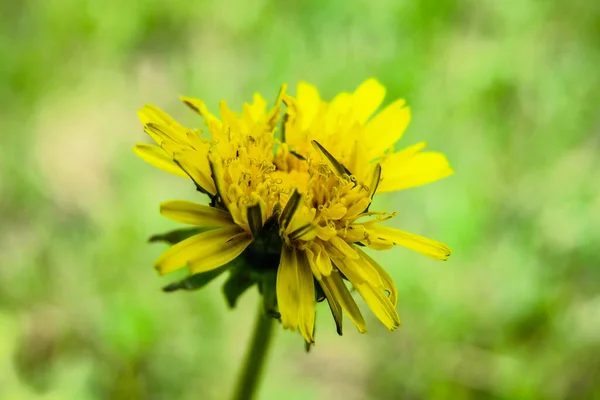 Hermosa Flor Diente León Amarillo Jardín — Foto de Stock