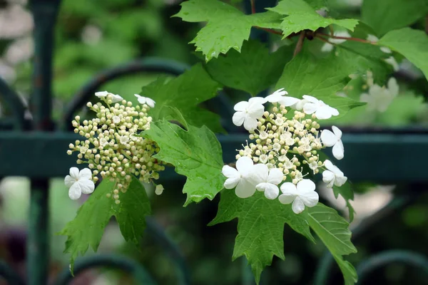 Όμορφο Λευκό Viburnum Στον Κήπο — Φωτογραφία Αρχείου