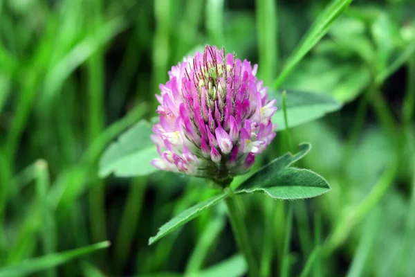 Bahçedeki Küçük Yonca Çiçeğinin Güzel Rengi — Stok fotoğraf