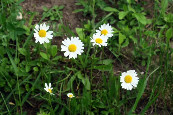 Bahçedeki güzel beyaz papatyalar
