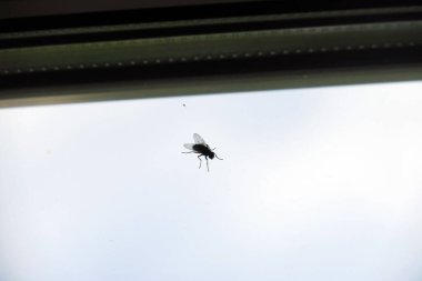 Pencere camında siyah sinek