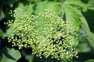 Renkli yaz çiçeklerinin güzel rengi