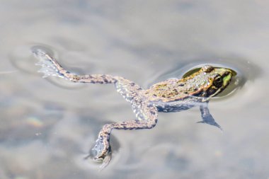 Güzel yeşil kurbağa gölün kıyısında oturuyor.