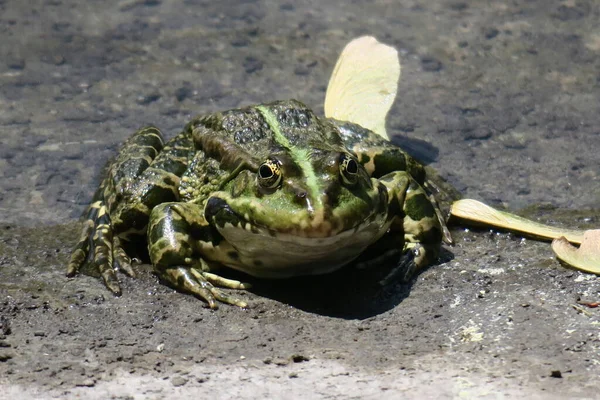Зеленая Лягушка Сидящая Берегу Пруда — стоковое фото