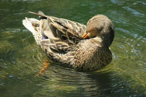 Belos Patos Selvagens Tomam Banho Lagoa — Fotografia de Stock