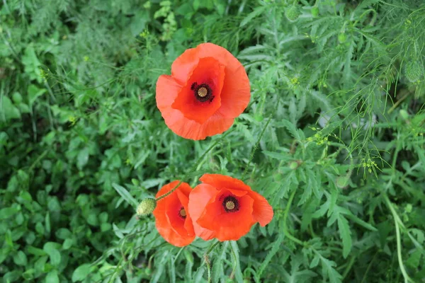 Beautiful Wild Poppy Flower Green Background — Stock Photo, Image