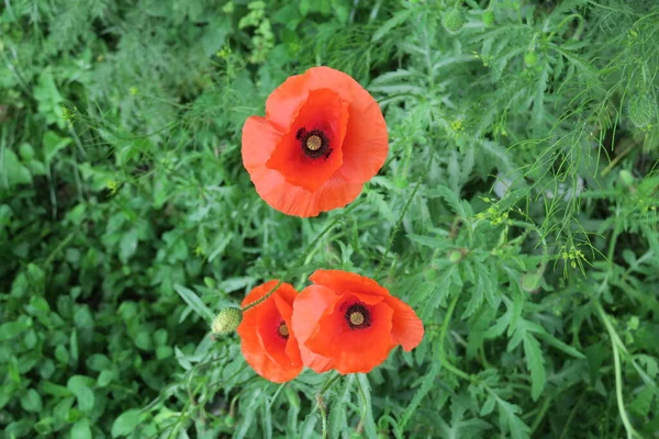 Hermosa Flor Amapola Silvestre Sobre Fondo Verde — Foto de Stock