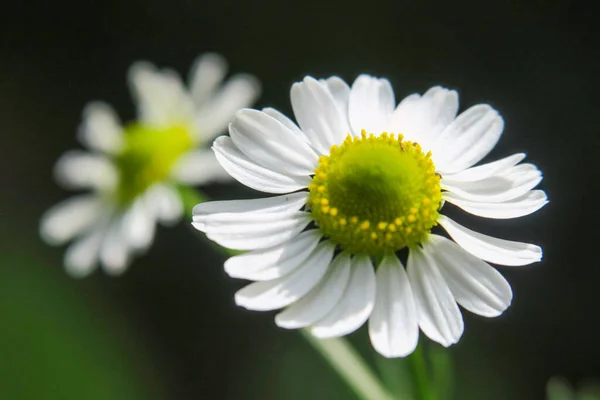 Fiore Camomilla Giallo Bianco Giardino — Foto Stock