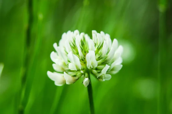 野原の白いクローバーの花 — ストック写真