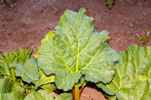 Hermosas Plantas Verdes Primavera Jardín —  Fotos de Stock