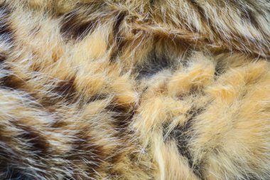 Pussy European breed back on the asphalt