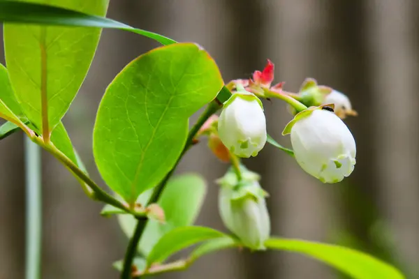 Biały Kwiat Zielone Liście Krzewu Jagodowego Ogrodzie — Zdjęcie stockowe