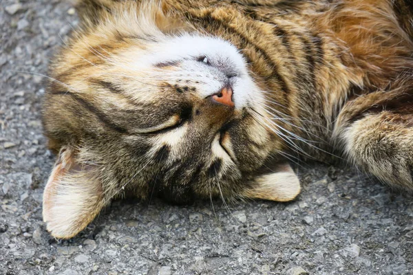 Pussy European breed back on the asphalt