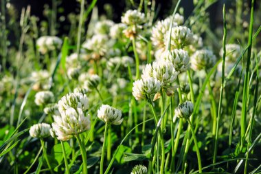 Çimenlerin arka planında beyaz yonca rengi