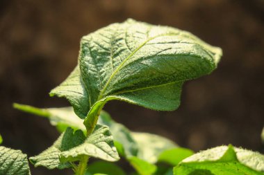 Bahçede taze yeşil patates yaprakları