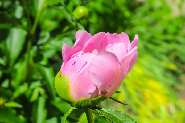 Hermoso Color Peonías Rosadas Jardín — Foto de Stock