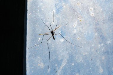 Pencerenin camında büyük bir sivrisinek oturuyor.