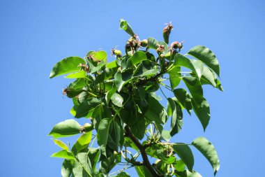 Ağaçtaki yeşil yapraklar ve küçük armutlar
