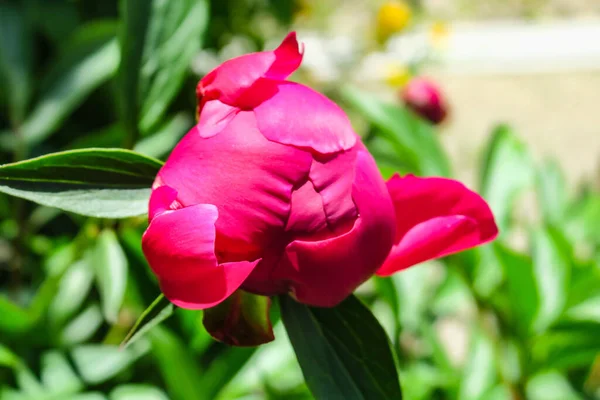 Piękne Kwiaty Piwonii Ogrodzie — Zdjęcie stockowe