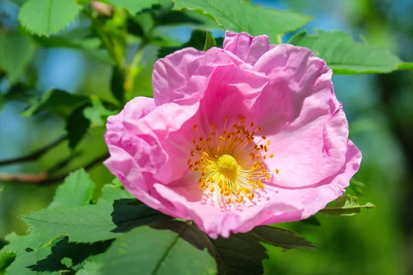 Beautiful pink rose bush flower