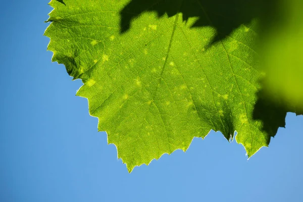 Grüne Blätter Von Schönen Trauben — Stockfoto
