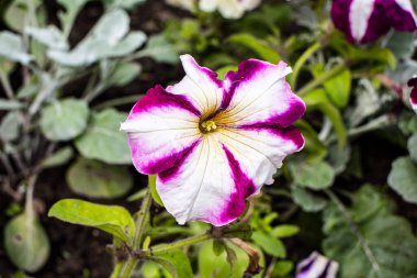Bahçede büyüyen güzel beyaz çiçek