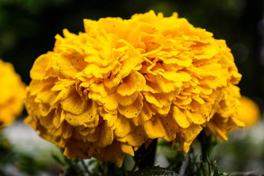 Bahçede yetişen güzel sarı çiçek