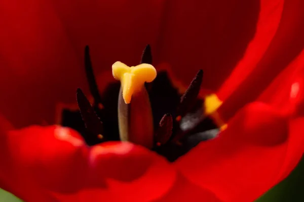 Bellissimo Fiore Rosso Che Cresce Giardino — Foto Stock