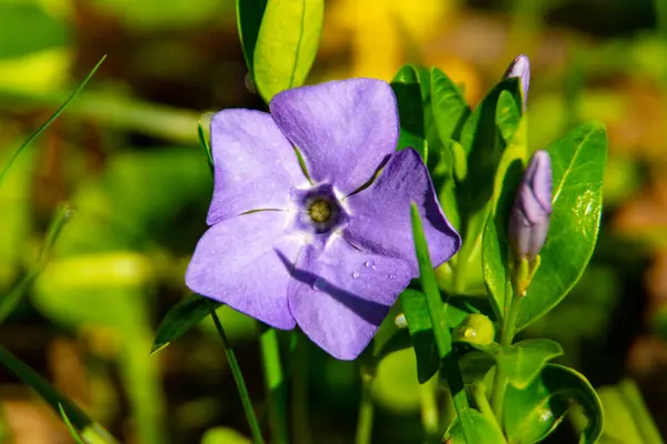 Красива Фіолетова Квітка Росте Саду — стокове фото