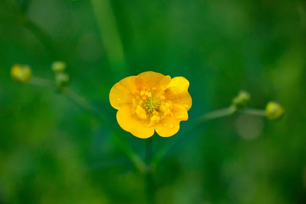 庭で成長する美しい黄色の花 — ストック写真