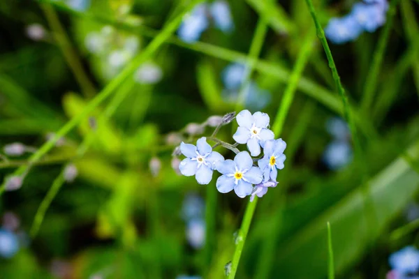 Krásná Fialová Květina Rostoucí Zahradě — Stock fotografie