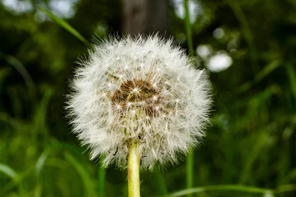 Flor Diente León Jardín Sobre Fondo Hierba —  Fotos de Stock