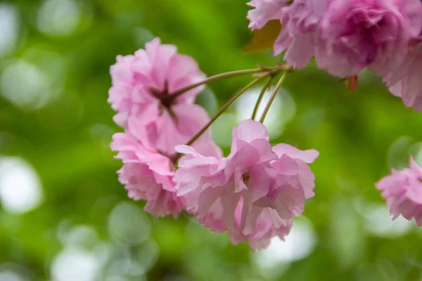 Hermosas Flores Primavera Jardín — Foto de Stock