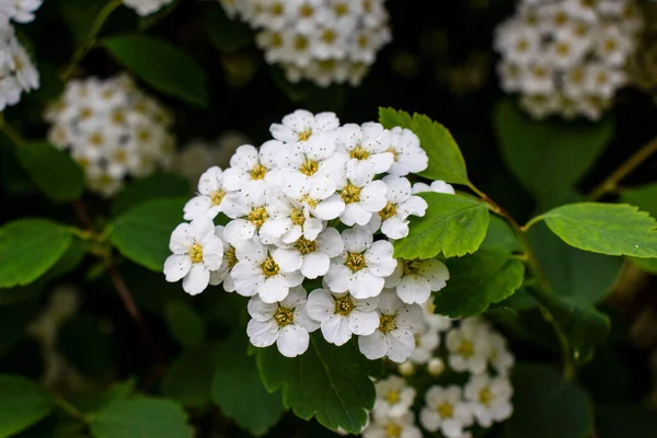 Hermosa Flor Blanca Creciendo Jardín — Foto de Stock