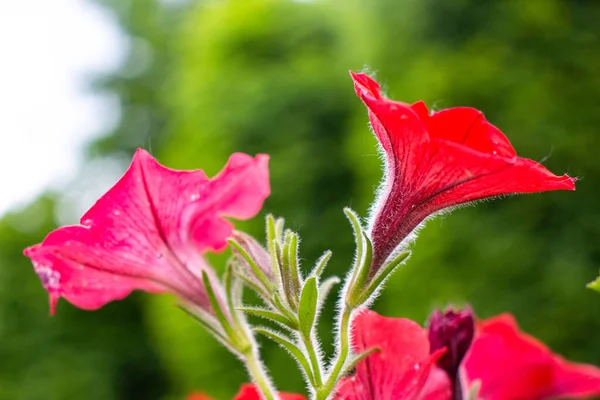 Красива Червона Квітка Росте Саду — стокове фото