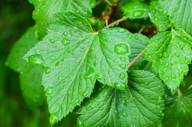Yeşil bir yaprağın üzerindeki yağmurdan sonra güzel su damlaları