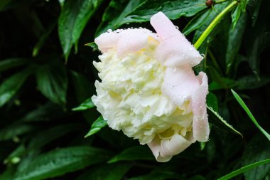 Bahçede yağmurdan sonra güzel beyaz şakayık çiçeği