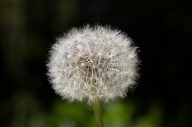 Bahçedeki gri karahindiba